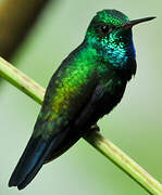 Violet-bellied Hummingbird (feliciana)