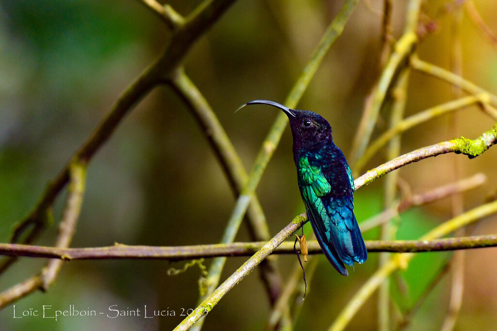 Purple-throated Carib