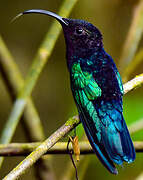 Purple-throated Carib