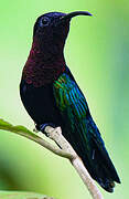 Colibri madère