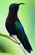 Purple-throated Carib