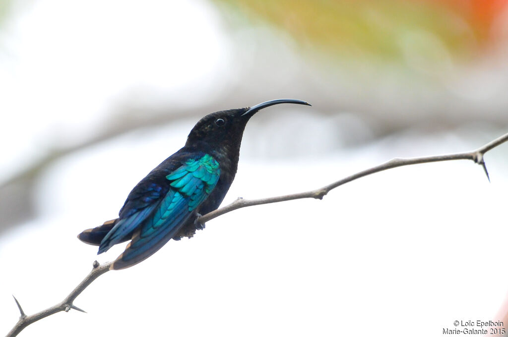 Purple-throated Carib