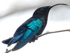 Purple-throated Carib