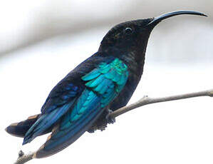 Colibri madère