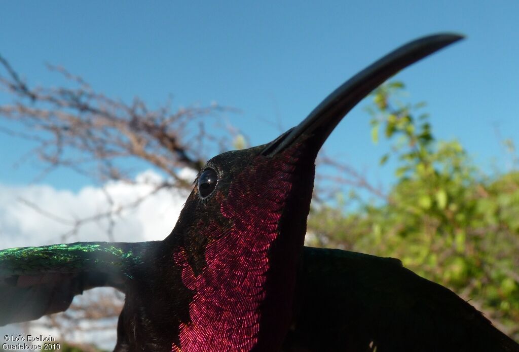 Purple-throated Carib