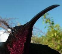 Purple-throated Carib