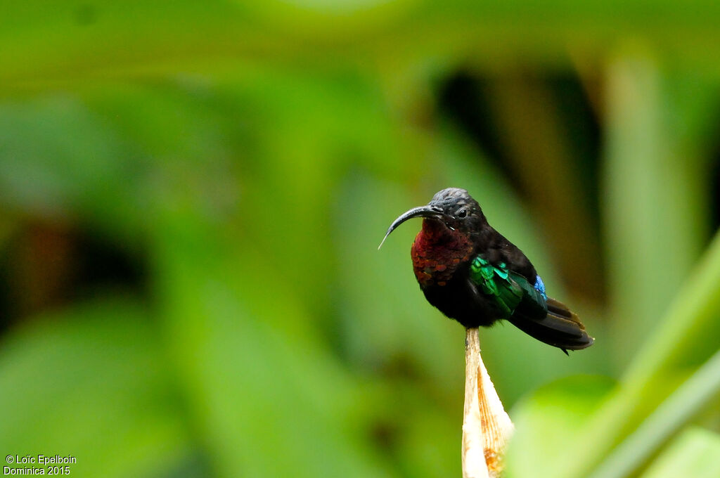 Purple-throated Carib