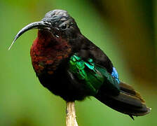 Purple-throated Carib