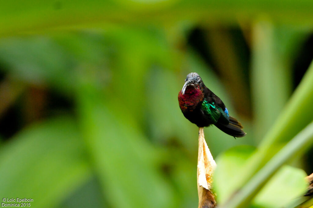 Purple-throated Carib