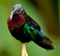 Purple-throated Carib