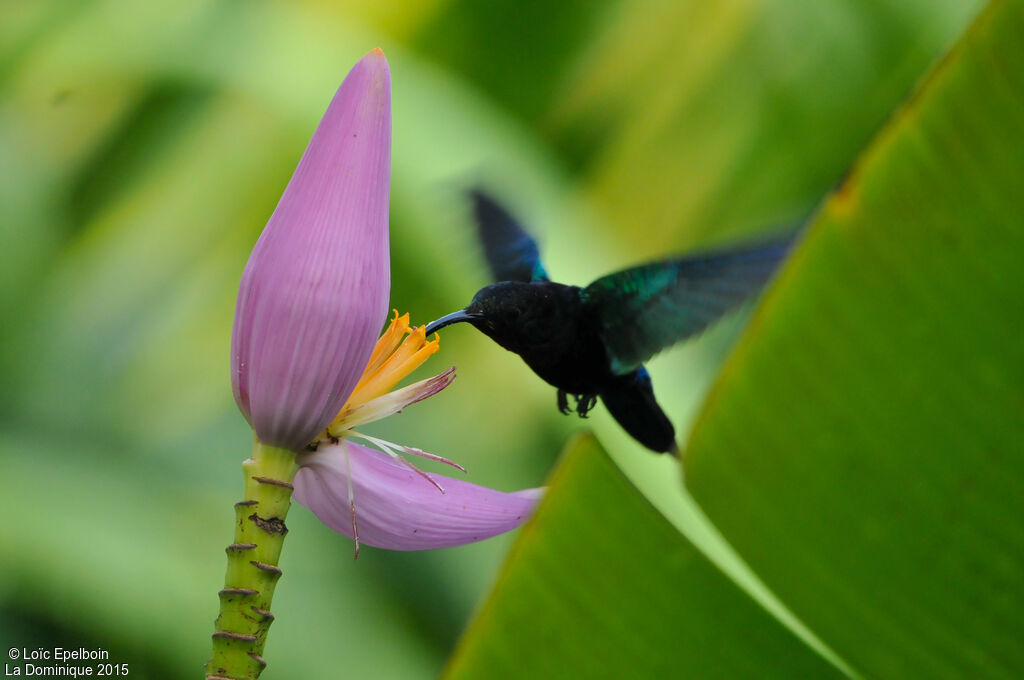 Purple-throated Carib