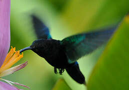 Purple-throated Carib