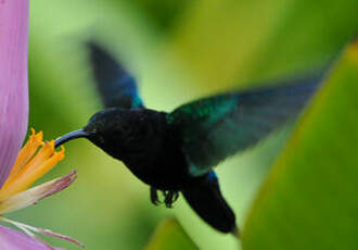 Colibri madère