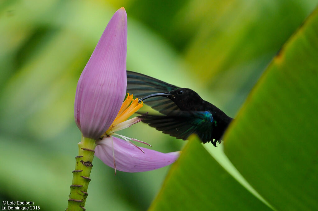 Colibri madère