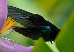 Purple-throated Carib