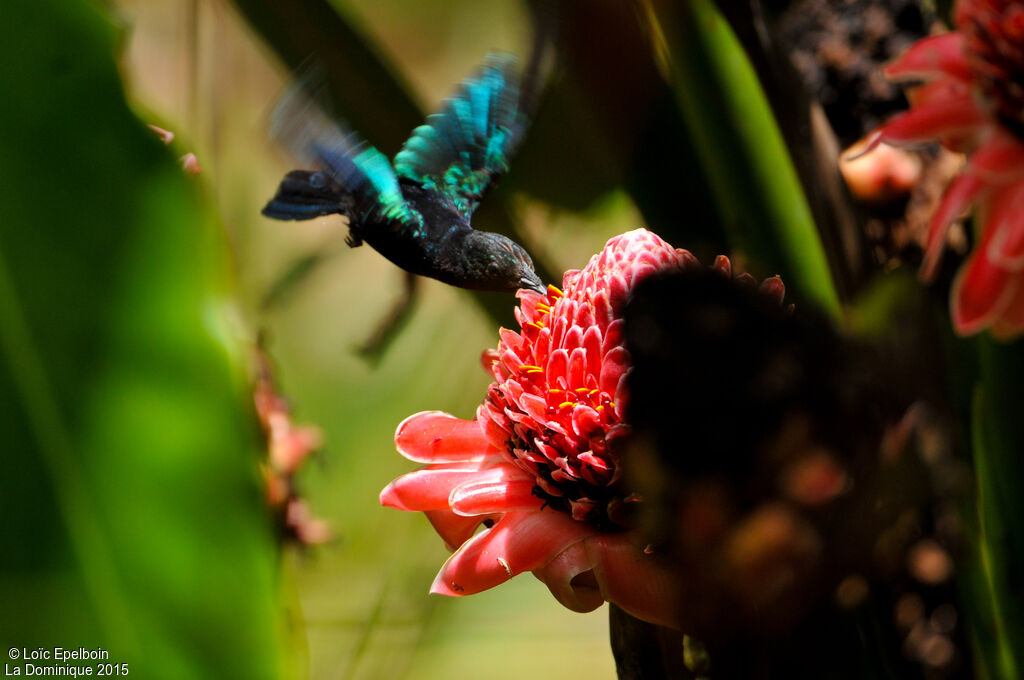 Purple-throated Carib