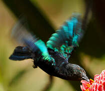 Purple-throated Carib