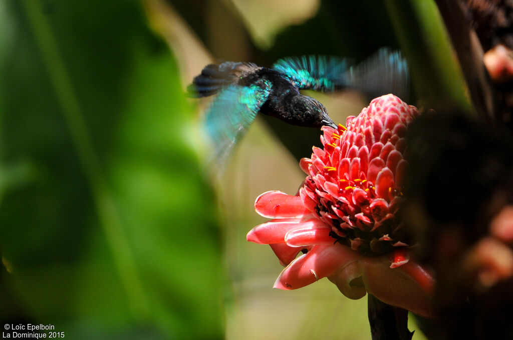 Colibri madère