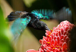 Purple-throated Carib