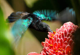 Colibri madère