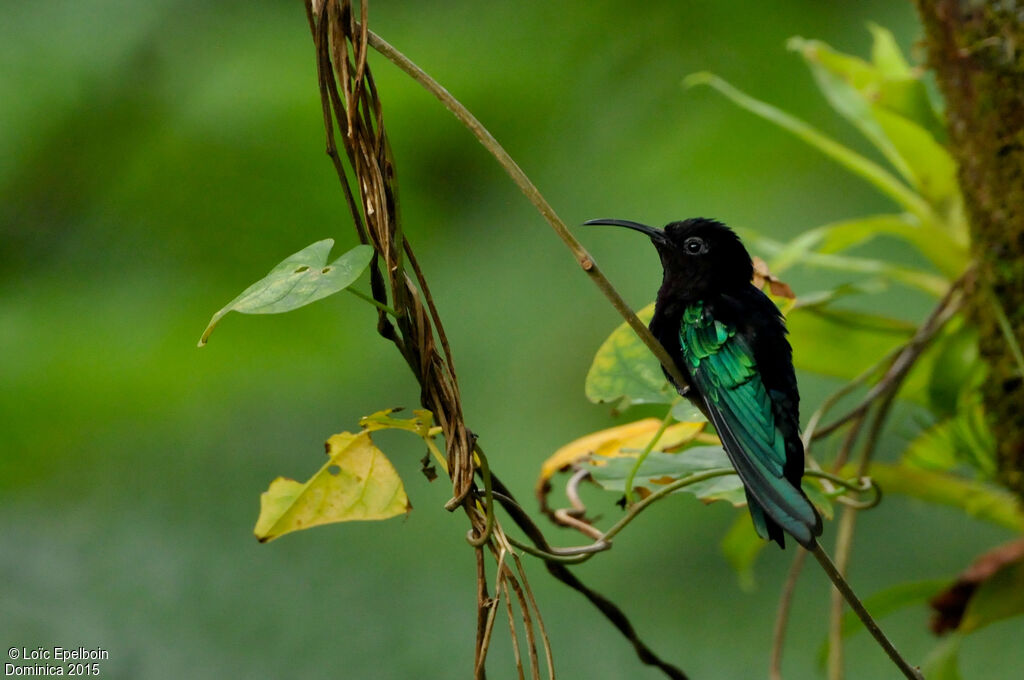 Purple-throated Carib