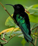 Purple-throated Carib