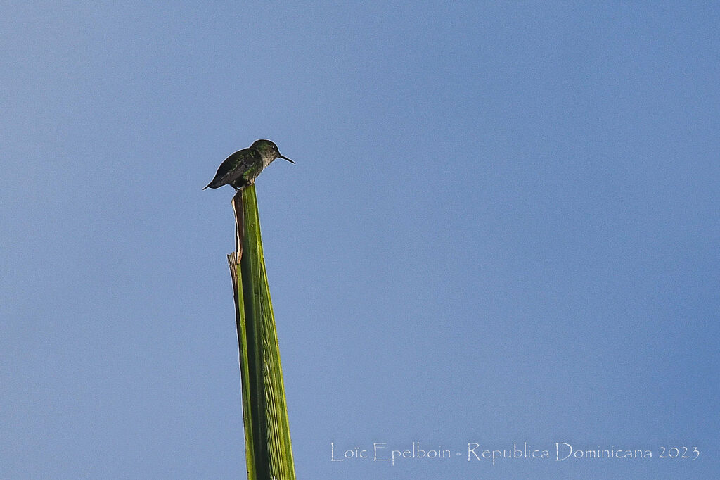 Vervain Hummingbird