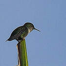 Colibri nain