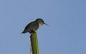 Vervain Hummingbird