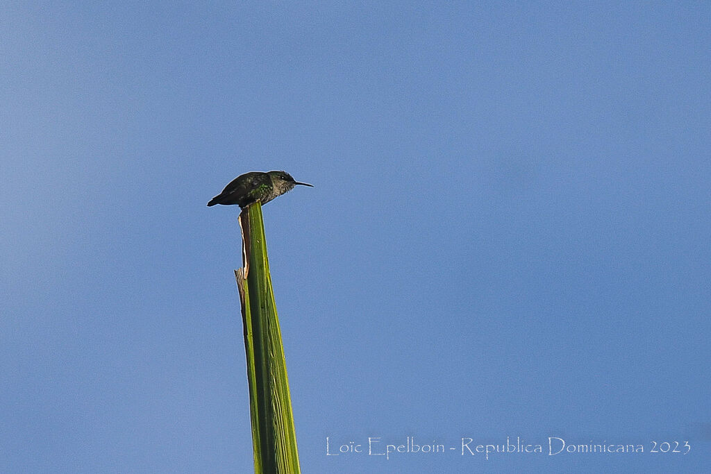 Vervain Hummingbird