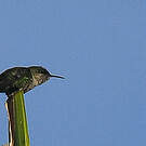 Colibri nain