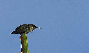 Vervain Hummingbird