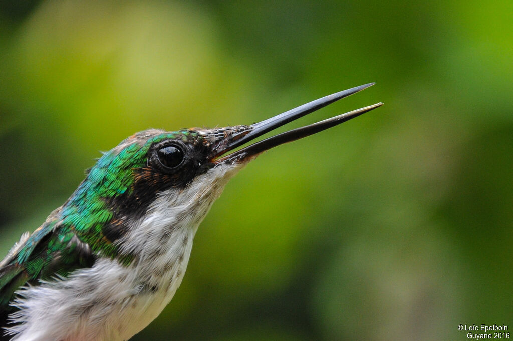 Colibri oreillard