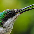 Colibri oreillard