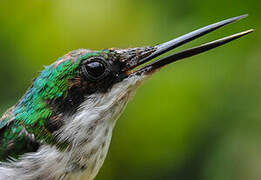 Black-eared Fairy