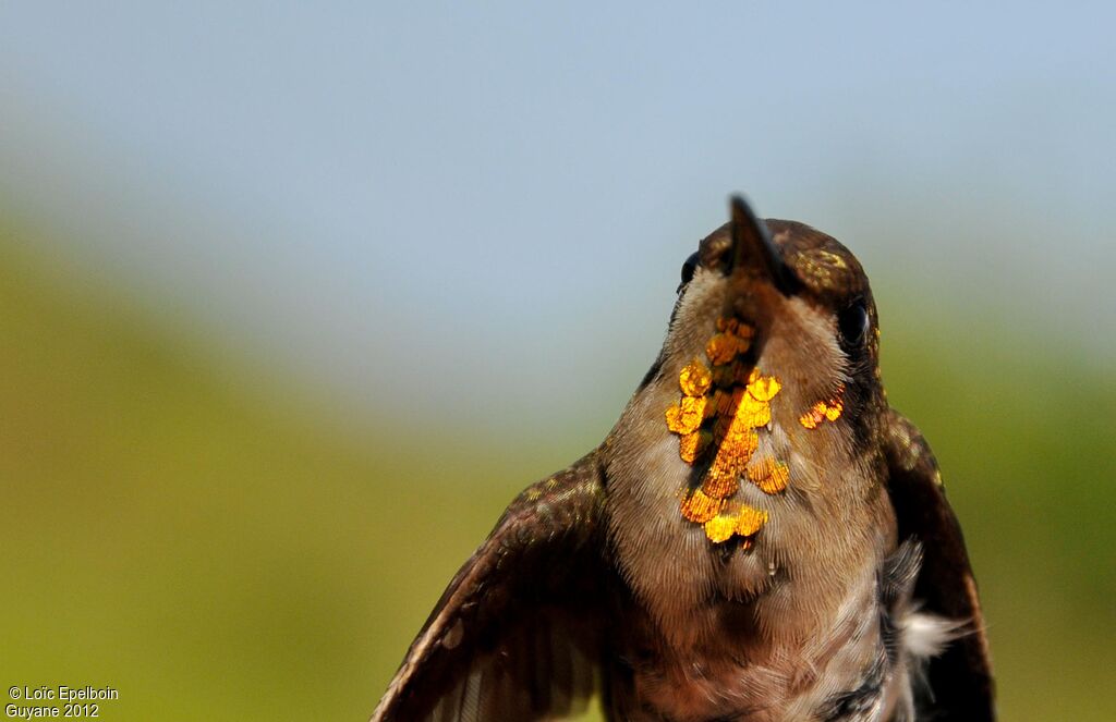 Colibri rubis-topaze