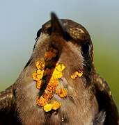 Ruby-topaz Hummingbird