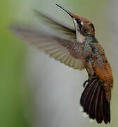 Ruby-topaz Hummingbird