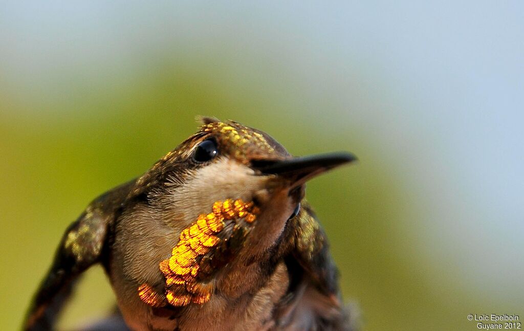 Ruby-topaz Hummingbird