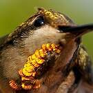Colibri rubis-topaze