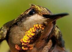 Ruby-topaz Hummingbird