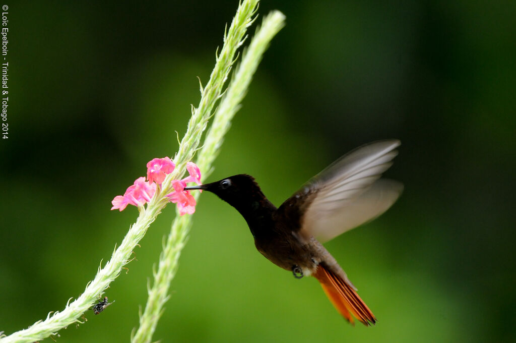 Colibri rubis-topaze