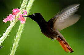 Ruby-topaz Hummingbird