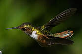 Colibri scintillant