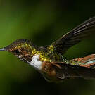 Colibri scintillant