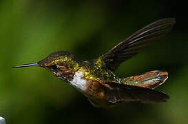 Scintillant Hummingbird