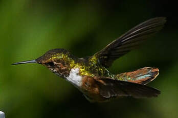Colibri scintillant