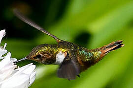 Scintillant Hummingbird