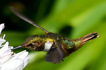 Colibri scintillant
