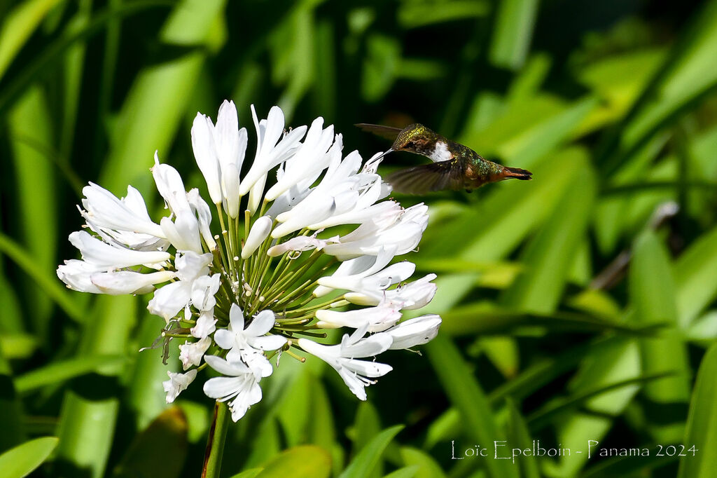 Colibri scintillant